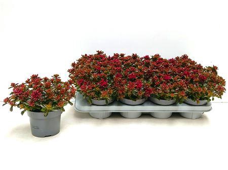 <h4>Sedum Spu Spot D Ros</h4>