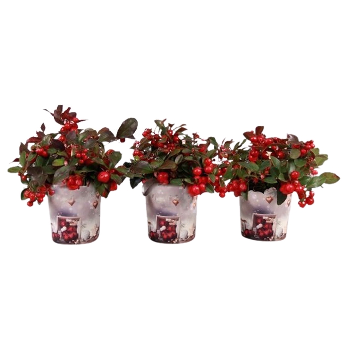 <h4>Gaultheria Big Berry Potcover</h4>