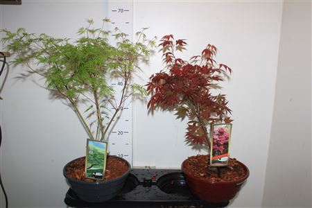 <h4>Acer Palmatum</h4>
