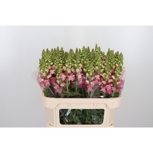 Antirrhinum Po D. Orange