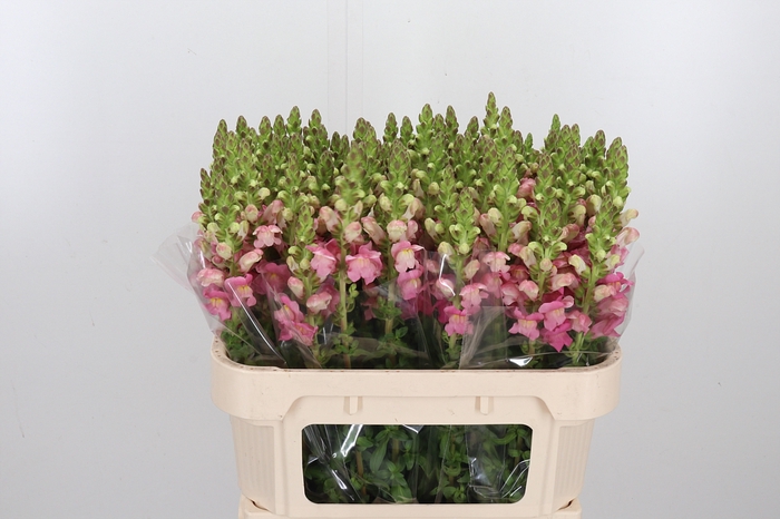 <h4>Antirrhinum Po D. Orange</h4>