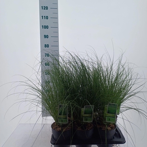 Carex ColorGrass Phoenix Green
