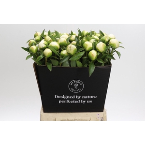 Paeonia Duchesse De Nemours