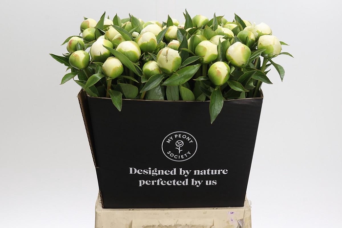 <h4>Paeonia Duchesse De Nemours</h4>