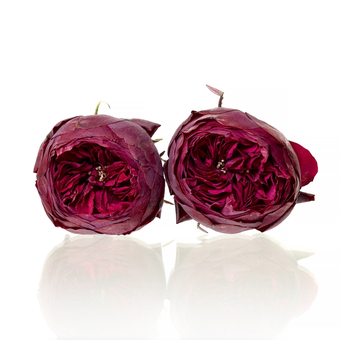 <h4>Garden Rose Piano red 4,5-5cm</h4>