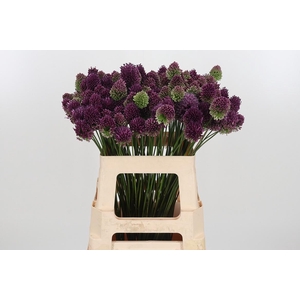 Allium Sphaerocephal (kogel)