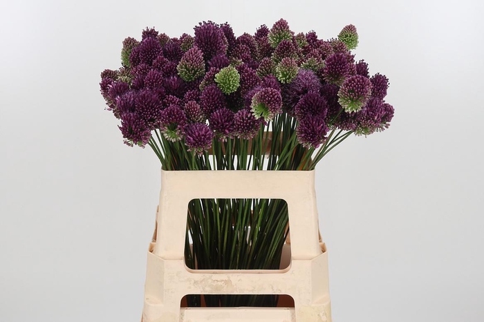 <h4>Allium Sphaerocephal (kogel)</h4>