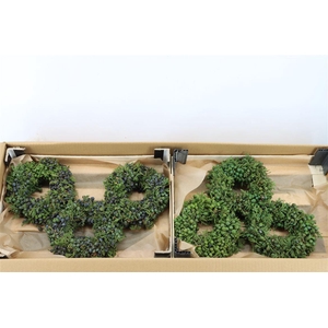 Wr Sierfruit Juniperus Green 20cm