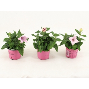 Platycodon Astra Pink