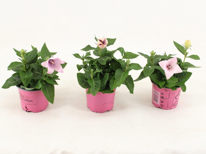 <h4>Platycodon Astra Pink</h4>