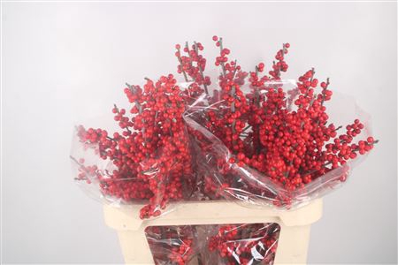 <h4>Ilex Verticilata Red Extra</h4>