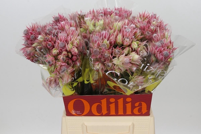 <h4>Blushing Bride Pink 2/5 Flowers</h4>