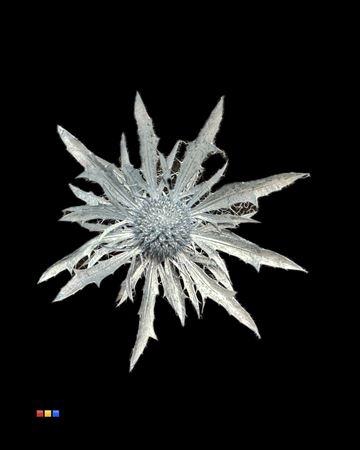 Eryngium Metallic Light Blue