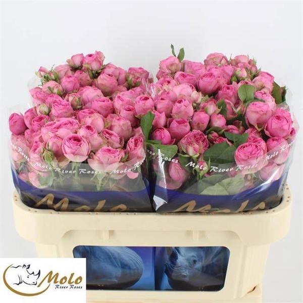 <h4>R Tr Giselle Molo</h4>