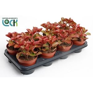 Kalanchoë Pinatum