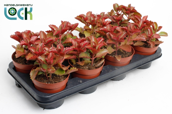 <h4>Kalanchoë Pinatum</h4>