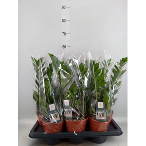 Zamioculcas zamiifolia