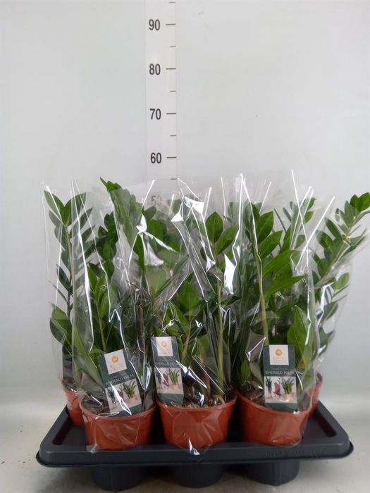 <h4>Zamioculcas zamiifolia</h4>