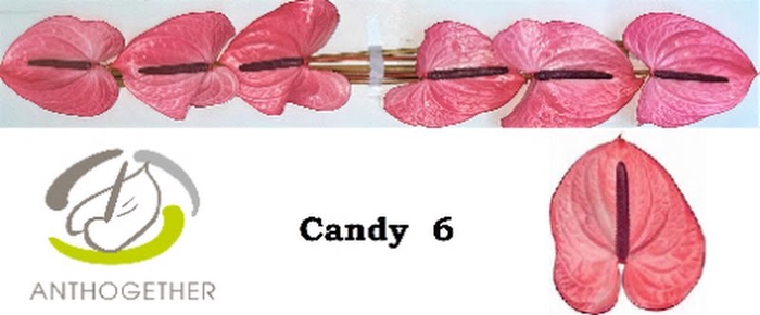 <h4>Anth A Candy 13 cm X6 Oosterzon</h4>