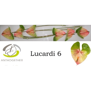 Anthurium Lucardi