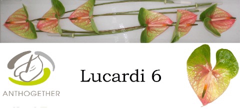 Anthurium Lucardi