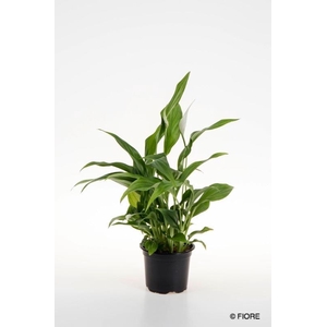 SPATHIPHYLLUM WALLISII