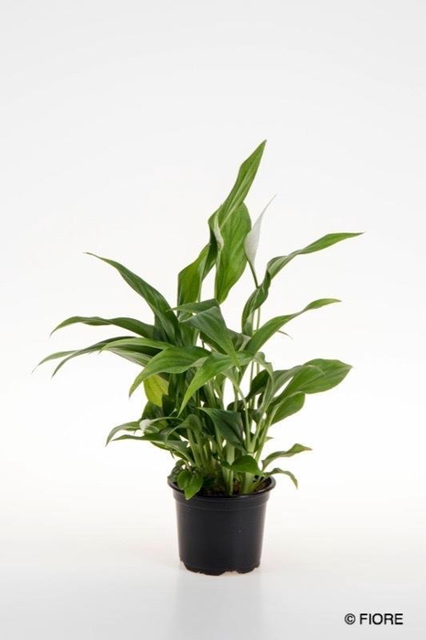 <h4>SPATHIPHYLLUM WALLISII</h4>