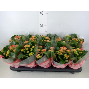 Kalanchoe blos. 'RosDon Amador'