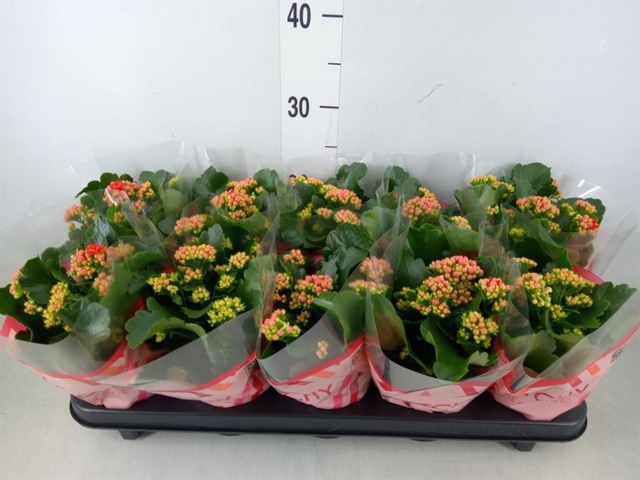 <h4>Kalanchoe blos. 'RosDon Amador'</h4>
