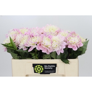 Dahlia Princess Kate
