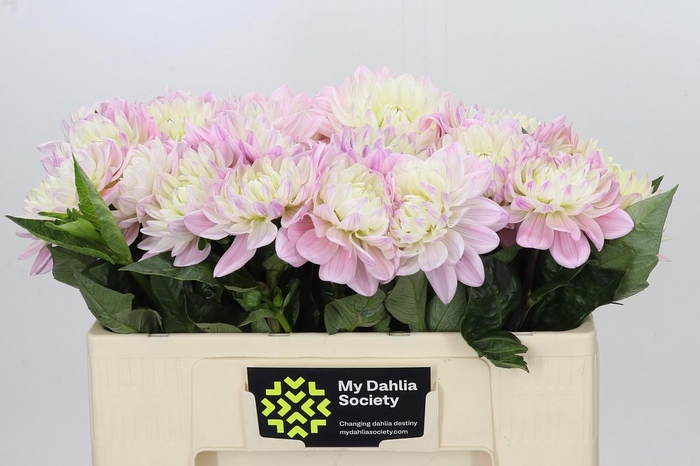 <h4>Dahlia Princess Kate</h4>