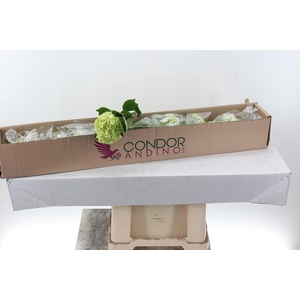 Hydr Lime Green Sel Box x10