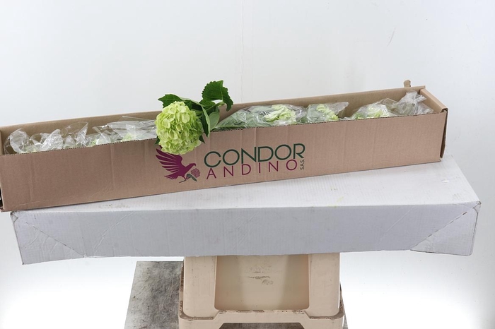 <h4>Hydr Lime Green Sel Box X10</h4>