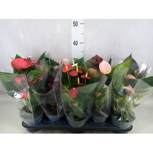 Anthurium   ...mix