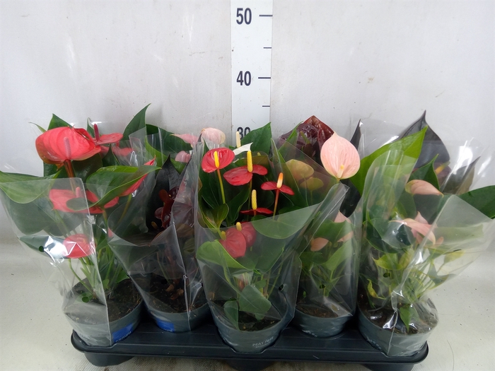 <h4>Anthurium   ...mix</h4>