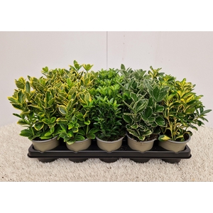 Euonymus mixtray