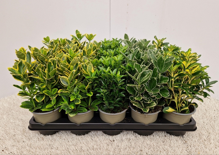 <h4>Euonymus mixtray</h4>