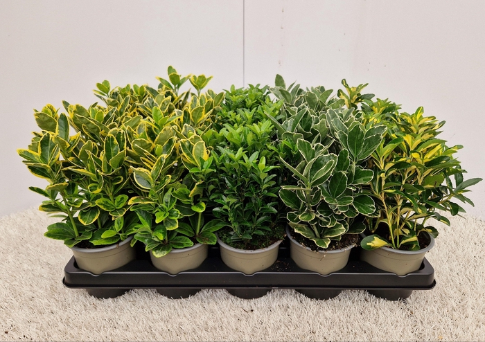 <h4>Euonymus mixtray</h4>