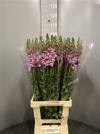 <h4>Antir Poto Lavender</h4>