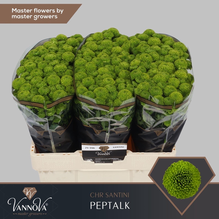 <h4>CHRYSANTHEMUM SA 'PEPTALK'</h4>