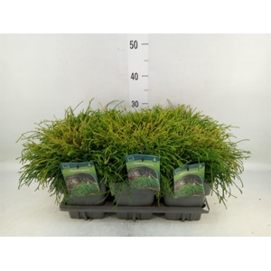 Chamaecyparis pis. 'Filifer Nana'