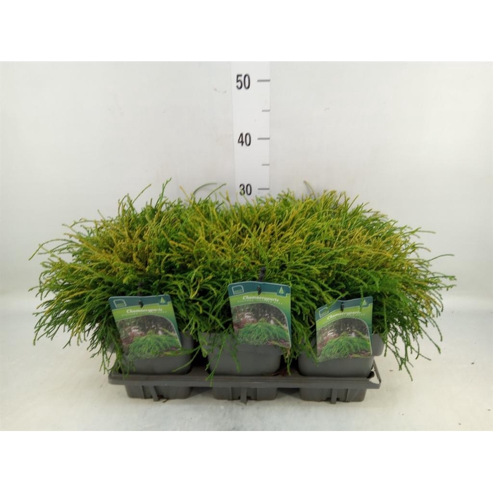 <h4>Chamaecyparis pis. 'Filifer Nana'</h4>