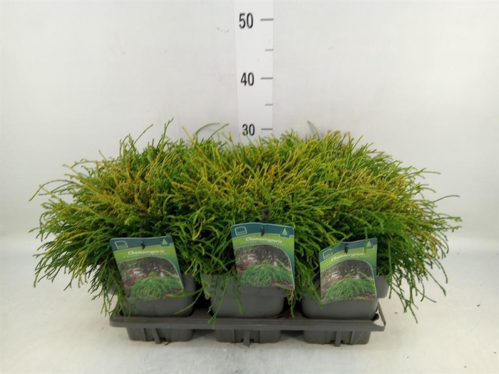 Chamaecyparis pis. 'Filifer Nana'