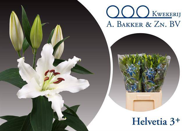 <h4>Li Or Helvetia</h4>