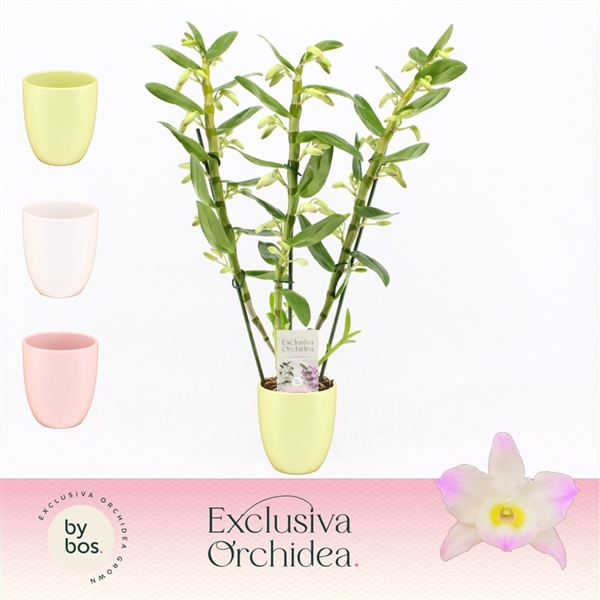 <h4>Dendrobium nobile Spring Dream 'Kumiko'</h4>