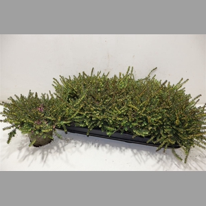 Eric Da Kramers Rote