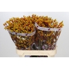 Anigozanthos Gold Fever