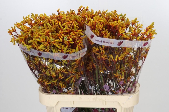 <h4>Anigozanthos Gold Fever</h4>