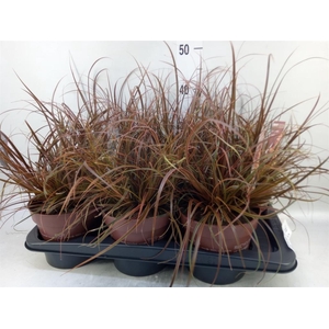 Uncinia rubra 'Everflame'