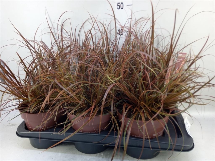 <h4>Uncinia rubra 'Everflame'</h4>